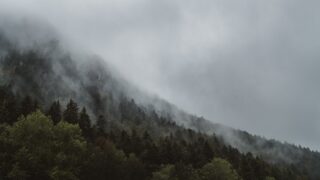 お金になる山で採れるモノ